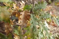 Quercus cerrioides_Pere Barnola CC BY-SA
