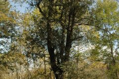 Quercus ilex ilex_Gabriel Huguet