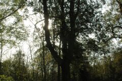 Quercus ilex ilex_Gabriel Huguet