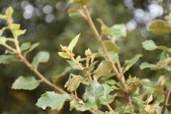 Quercus ilex ilex_Gabriel Huguet