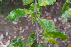 Quercus ilex ilex_Katarzyna Zarnowiec CC BY-SA