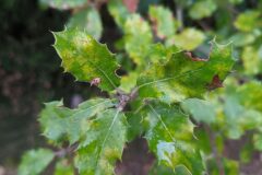 Quercus ilex ilex_Katarzyna Zarnowiec CC BY-SA