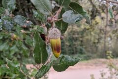 Quercus ilex ilex_Katarzyna Zarnowiec CC BY-SA