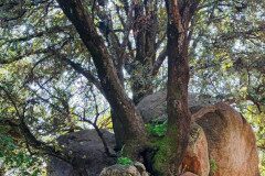 Quercus ilex ilex_Maria Lluisa