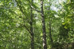 Quercus petraea_Joaquim Reberte