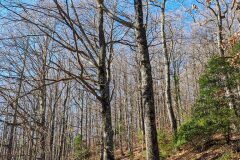 Quercus petraea_Joaquim Reberte