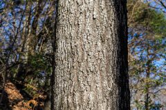 Quercus petraea_Joaquim Reberte