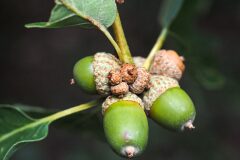 Quercus petraea_Joaquim Reberte