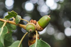 Quercus petraea_Joaquim Reberte