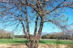 Quercus pubescens_Angel Almuzara