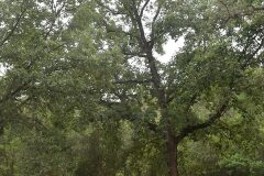 Quercus pubescens_Gabriel Huguet