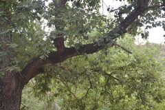 Quercus pubescens_Gabriel Huguet