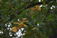 Quercus pubescens_Gabriel Huguet