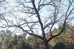 Quercus pubescens_Joaquim Reberte