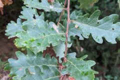 Quercus pubescens_Katarzyna Zarnowiec CC BY-SA