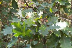 Quercus pubescens_Merce Vallicrosa CC BY-NC