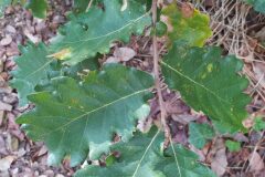 Quercus pubescens_Merce Vallicrosa CC BY-NC