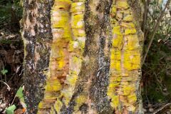 Quercus suber_Andres Tello