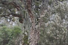 Quercus suber_Andres Tello