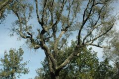 Quercus suber_Gabriel Huguet