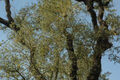 Quercus suber_Gabriel Huguet