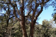Quercus suber_Jaume Marti CC BY-NC