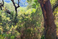 Quercus suber_Maria Lluisa