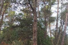 Quercus suber_Merce Vallicrosa CC BY-NC