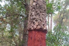 Quercus suber_Merce Vallicrosa CC BY-NC