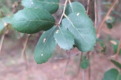 Quercus suber_Merce Vallicrosa CC BY-NC