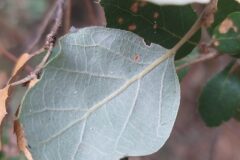 Quercus suber_Merce Vallicrosa CC BY-NC
