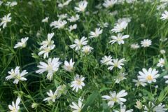 Rabelera holostea_Andres Tello