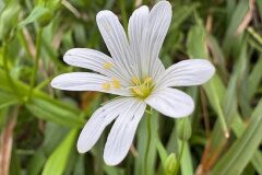 Rabelera holostea_Andres Tello