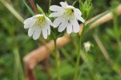 Rabelera holostea_Angels Delgado