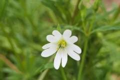 Rabelera holostea_Angels Delgado