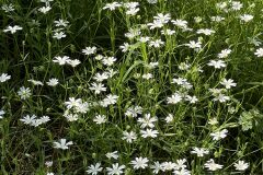 Rabelera holostea_Anna Tello