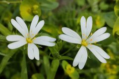 Rabelera holostea_Isabel Gallen