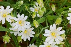 Rabelera holostea_Isabel Gallen