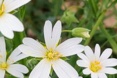 Rabelera holostea_Isabel Gallen