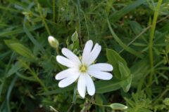 Rabelera holostea_Jaume Marti CC BY-NC