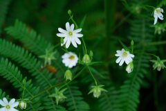 Rabelera holostea_Joaquim Reberte