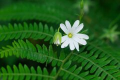 Rabelera holostea_Joaquim Reberte