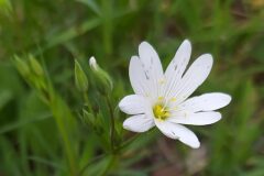 Rabelera holostea_Merce Vallicrosa CC BY-NC
