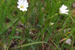 Rabelera holostea_Merce Vallicrosa CC BY-NC