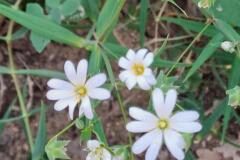 Rabelera holostea_Montserrat Garcia