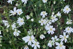 Rabelera holostea_Neus Julia 