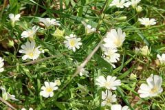 Rabelera holostea_Neus Julia 