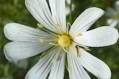 Rabelera holostea_Neus Julia 