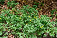 Ranunculus acris despectus_Joaquim Reberte