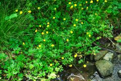 Ranunculus acris despectus_Joaquim Reberte